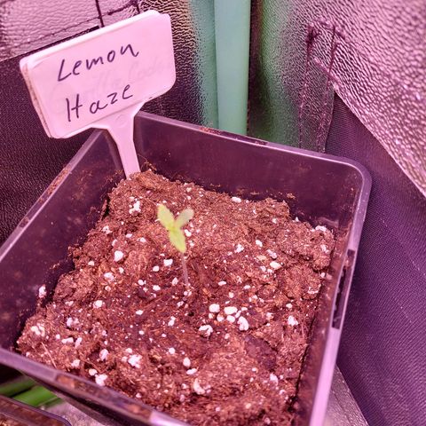 Lemon Haze (Seed66) growlog timeline photo