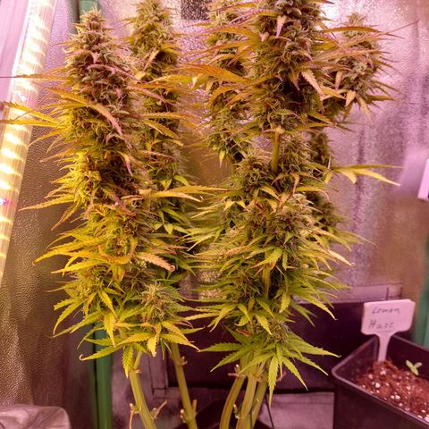 Gorilla Cookies (Seed66) growlog timeline photo