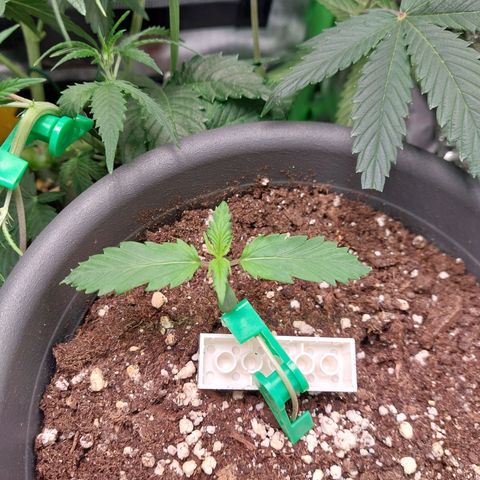 Trainwreck (2Fast4Bud's) growlog timeline photo