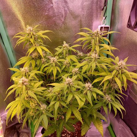 Gorilla Glue #4 (Seed66 ) growlog timeline photo