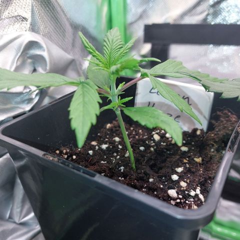 Lemon Haze (Seed66) growlog timeline photo