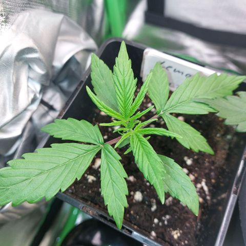 Lemon Haze (Seed66) growlog timeline photo
