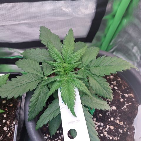 Trainwreck (2Fast4Bud's) growlog timeline photo