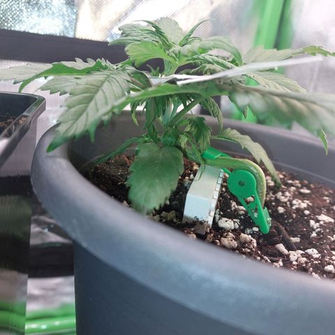 Trainwreck (2Fast4Bud's) growlog timeline photo