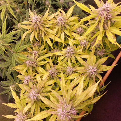Gorilla Glue #4 (Seed66 ) growlog timeline photo