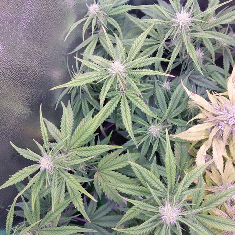 Gorilla Cookies ( 2FAST4BUD'S) growlog timeline photo