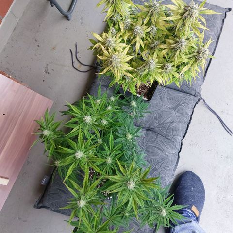 Gorilla Cookies ( 2FAST4BUD'S) growlog timeline photo