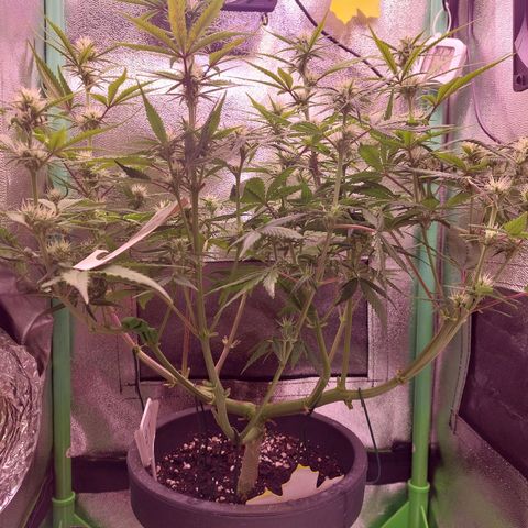 Gorilla Cookies ( 2FAST4BUD'S) growlog timeline photo