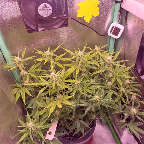 Gorilla Cookies ( 2FAST4BUD'S) growlog timeline photo