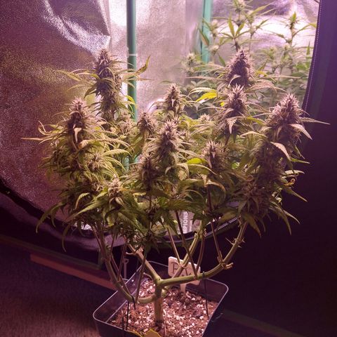 Gorilla Glue #4 (Seed66 ) growlog timeline photo