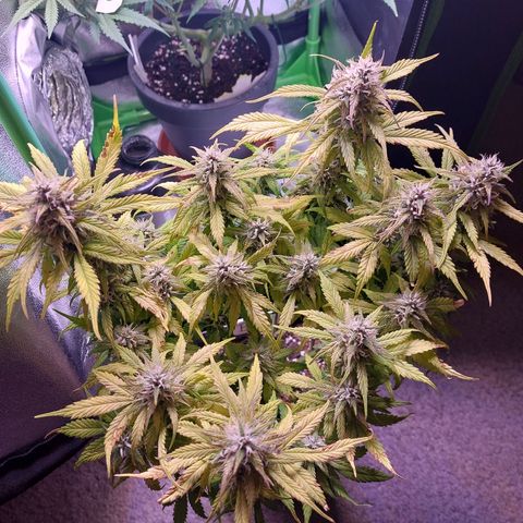 Gorilla Glue #4 (Seed66 ) growlog timeline photo