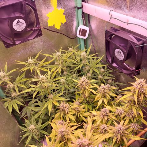 Gorilla Cookies ( 2FAST4BUD'S) growlog timeline photo