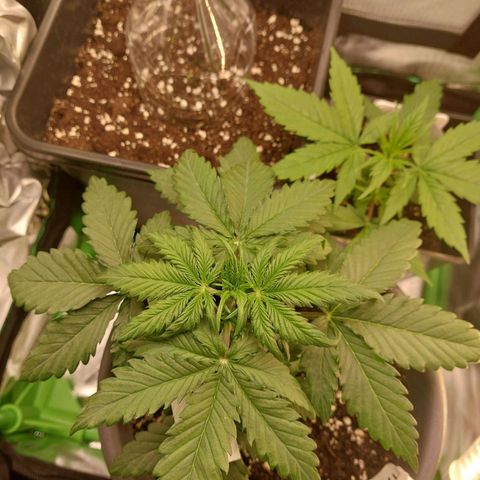Trainwreck (2Fast4Bud's) growlog timeline photo
