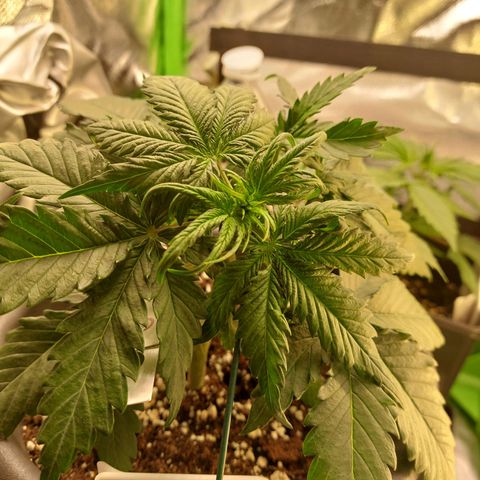 Trainwreck (2Fast4Bud's) growlog timeline photo