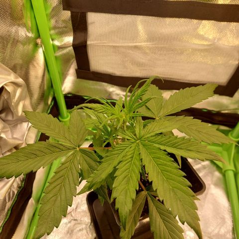 Lemon Haze (Seed66) growlog timeline photo