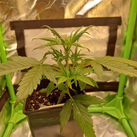 Lemon Haze (Seed66) growlog timeline photo