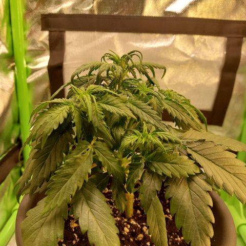Trainwreck (2Fast4Bud's) growlog timeline photo