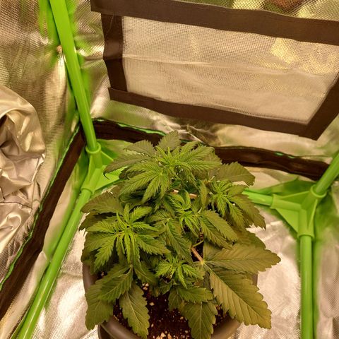 Trainwreck (2Fast4Bud's) growlog timeline photo