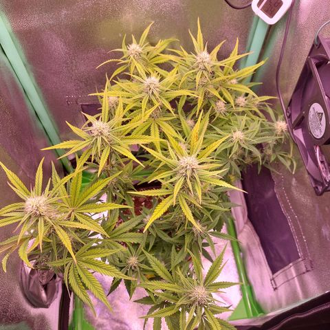 Gorilla Cookies ( 2FAST4BUD'S) growlog timeline photo