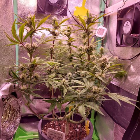 Gorilla Cookies ( 2FAST4BUD'S) growlog timeline photo
