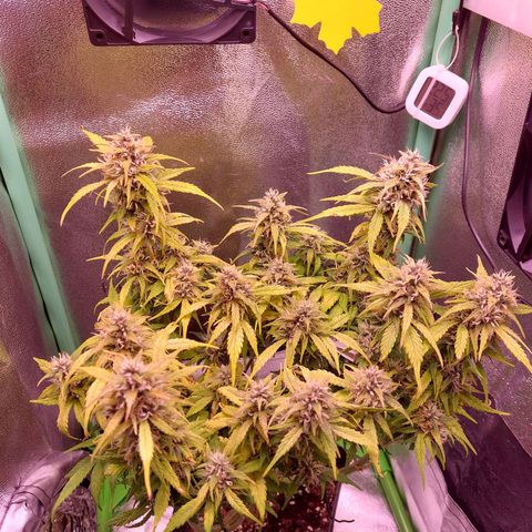 Gorilla Glue #4 (Seed66 ) growlog timeline photo