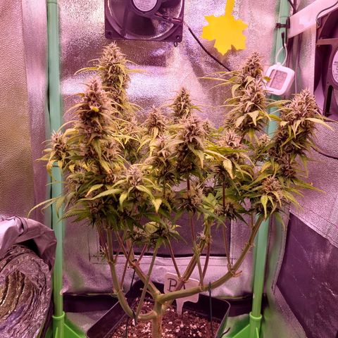 Gorilla Glue #4 (Seed66 ) growlog timeline photo