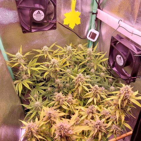 Gorilla Cookies ( 2FAST4BUD'S) growlog timeline photo
