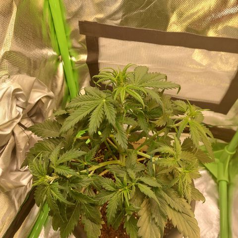Trainwreck (2Fast4Bud's) growlog timeline photo