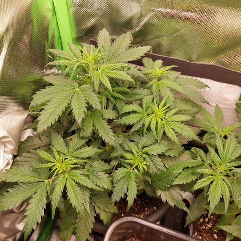 Trainwreck (2Fast4Bud's) growlog timeline photo