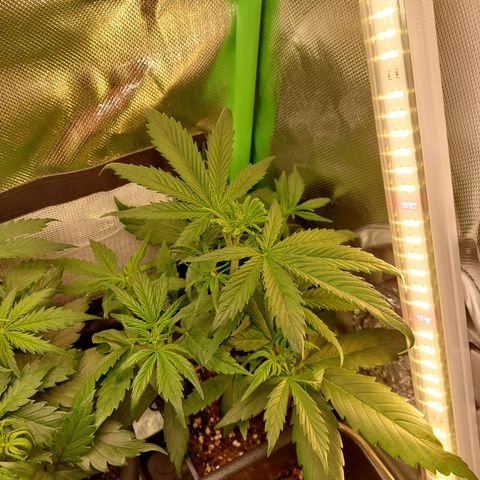 Lemon Haze (Seed66) growlog timeline photo