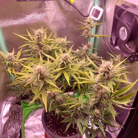 Gorilla Cookies ( 2FAST4BUD'S) growlog timeline photo