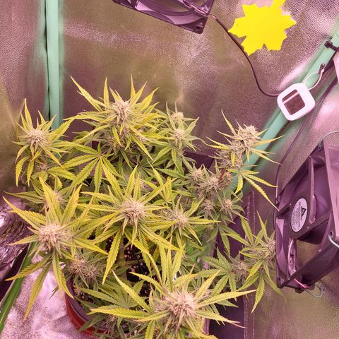 Gorilla Cookies ( 2FAST4BUD'S) growlog timeline photo