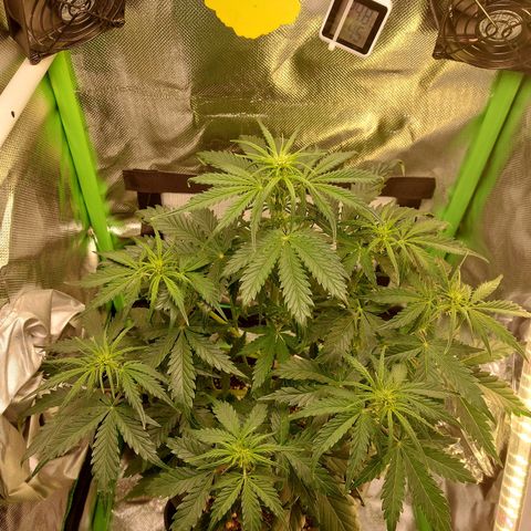 Trainwreck (2Fast4Bud's) growlog timeline photo