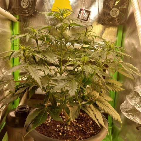 Trainwreck (2Fast4Bud's) growlog timeline photo