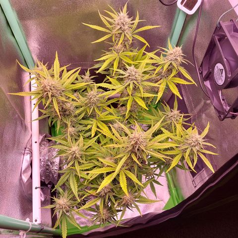 Gorilla Cookies ( 2FAST4BUD'S) growlog timeline photo