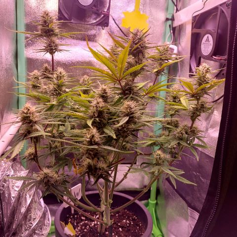 Gorilla Cookies ( 2FAST4BUD'S) growlog timeline photo