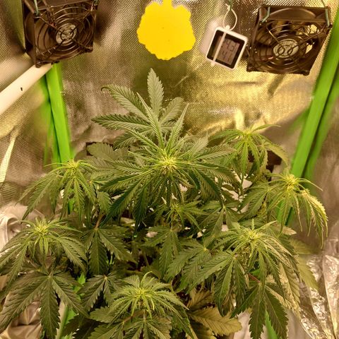 Trainwreck (2Fast4Bud's) growlog timeline photo