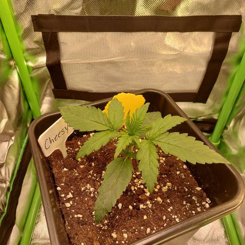 Cheese Auto ( 2Fast4Bud's) growlog timeline photo