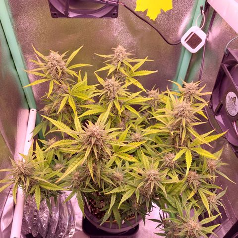 Gorilla Cookies ( 2FAST4BUD'S) growlog timeline photo