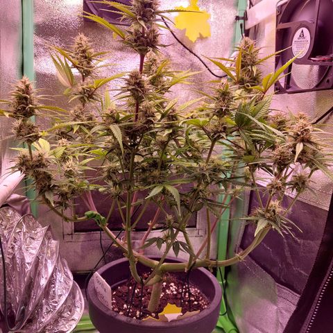 Gorilla Cookies ( 2FAST4BUD'S) growlog timeline photo