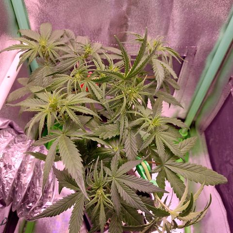 Lemon Haze (Seed66) growlog timeline photo