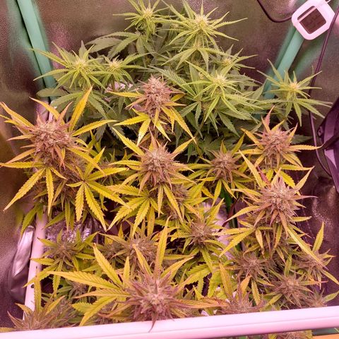 Gorilla Cookies ( 2FAST4BUD'S) growlog timeline photo