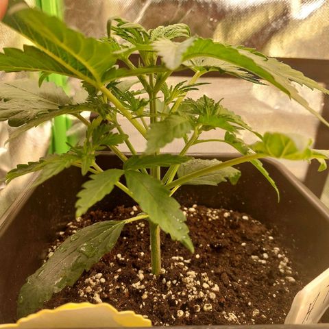 Cheese Auto ( 2Fast4Bud's) growlog timeline photo