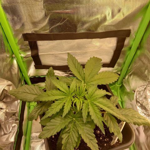 Cheese Auto ( 2Fast4Bud's) growlog timeline photo
