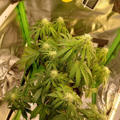 Trainwreck (2Fast4Bud's) growlog timeline photo