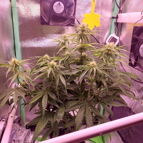 Lemon Haze (Seed66) growlog timeline photo