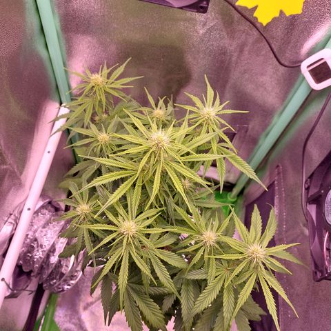 Lemon Haze (Seed66) growlog timeline photo