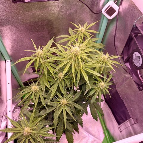 Lemon Haze (Seed66) growlog timeline photo