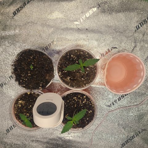 Bruce Banner Auto growlog photo: Sprouted tomorrow day 1 seedling 