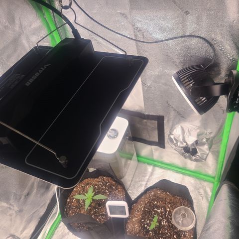 Bruce Banner Auto growlog photo: New Light 50% 18"
78 degrees
74rh
